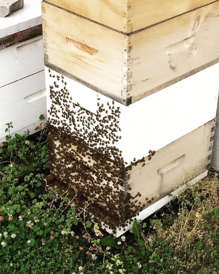 Beekeeping