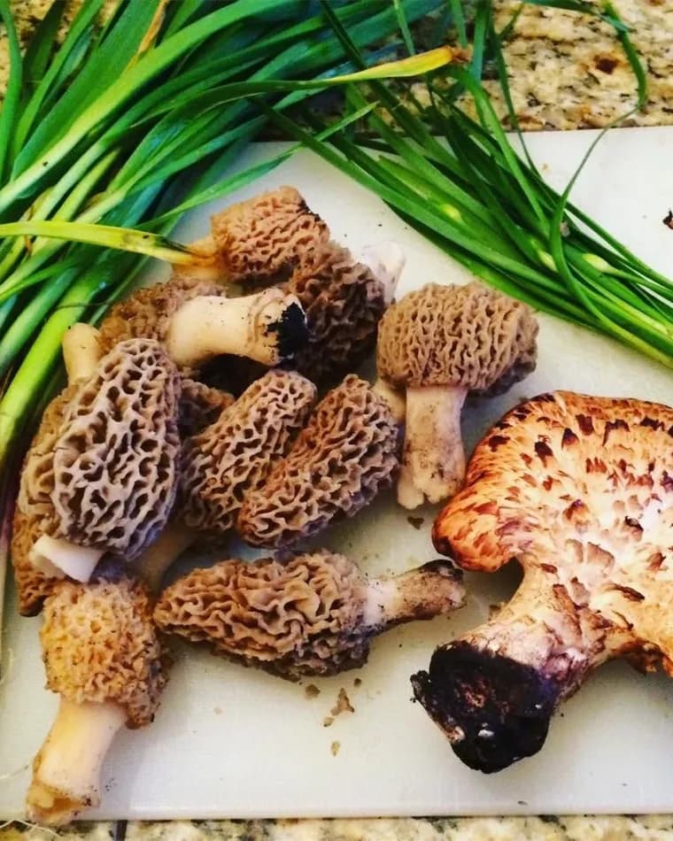 Foraging