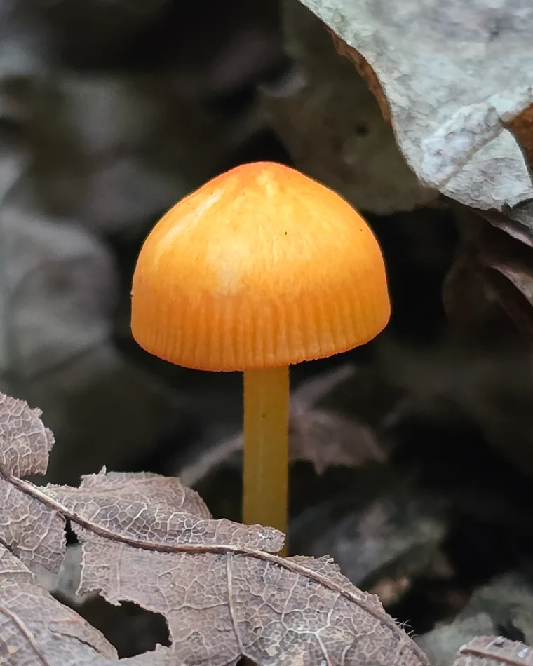 Mushroom photography