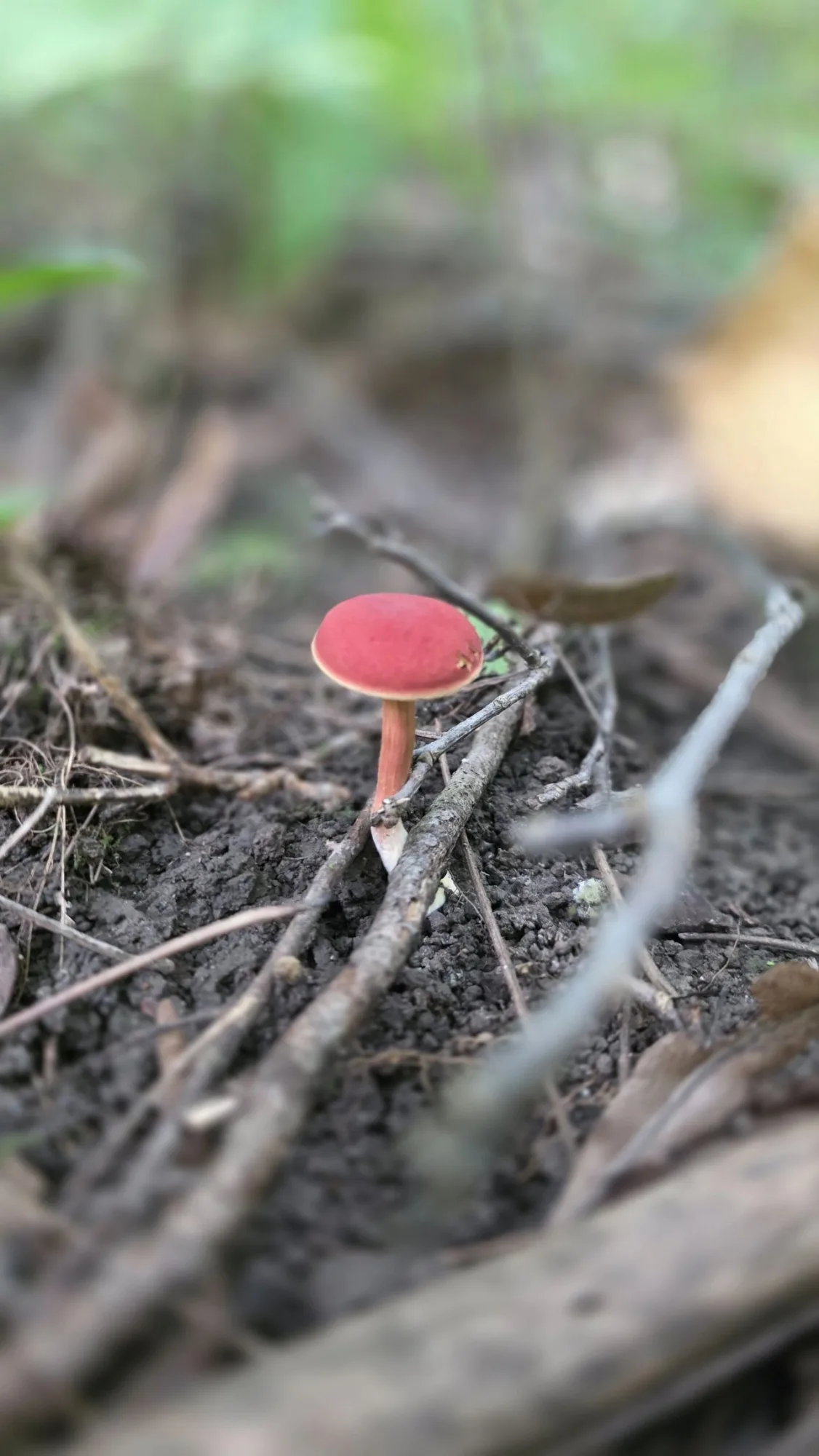 A small mushroom with a vibrant reddish-pink cap and slender stem growing out of dark soil surrounded by twigs and debris.